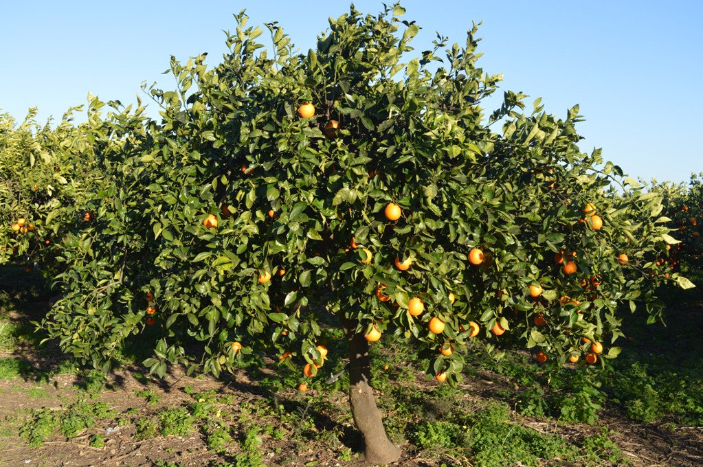 Adozione Arancio Tarocco Biondo + 10kg di frutto