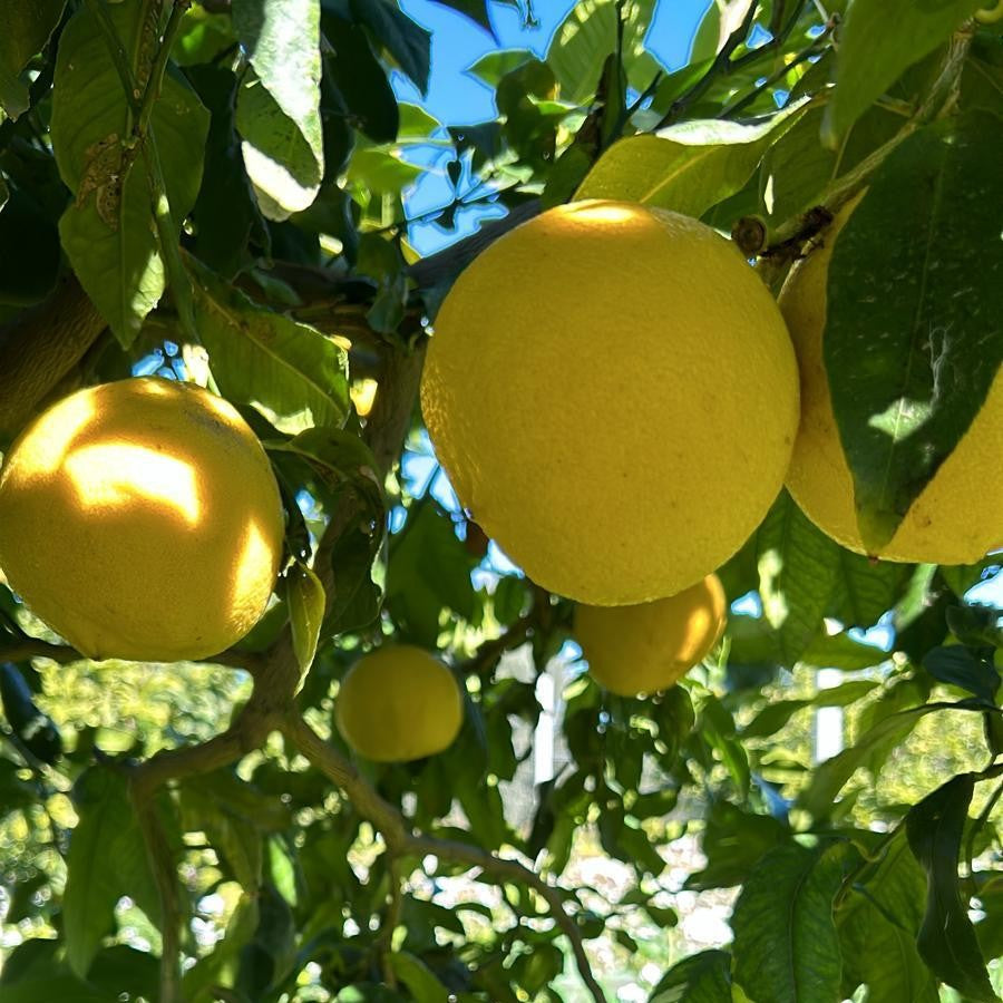 Bergamotto BIO - Cassetta 5kg