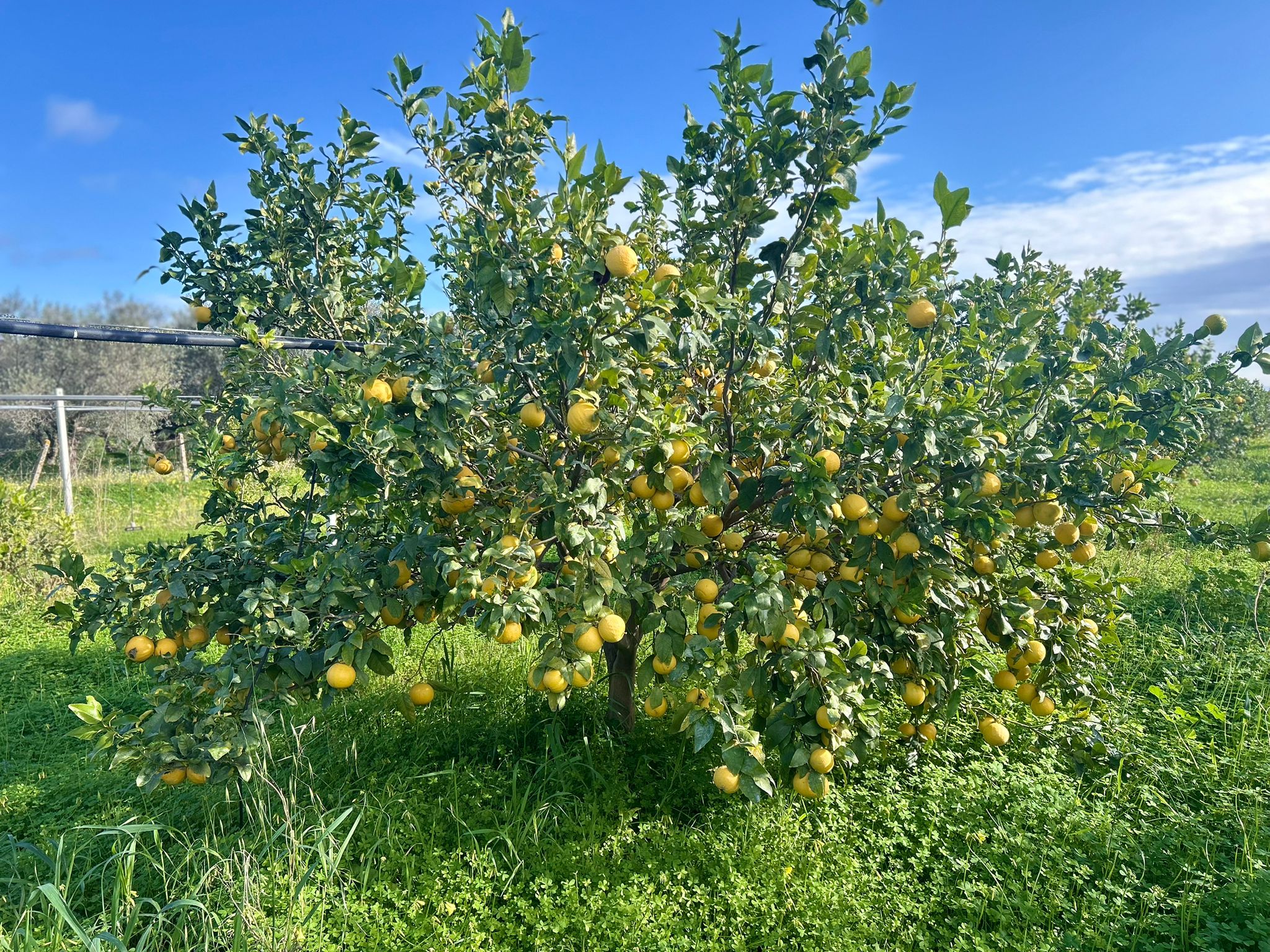 Albero di Bergamotto
