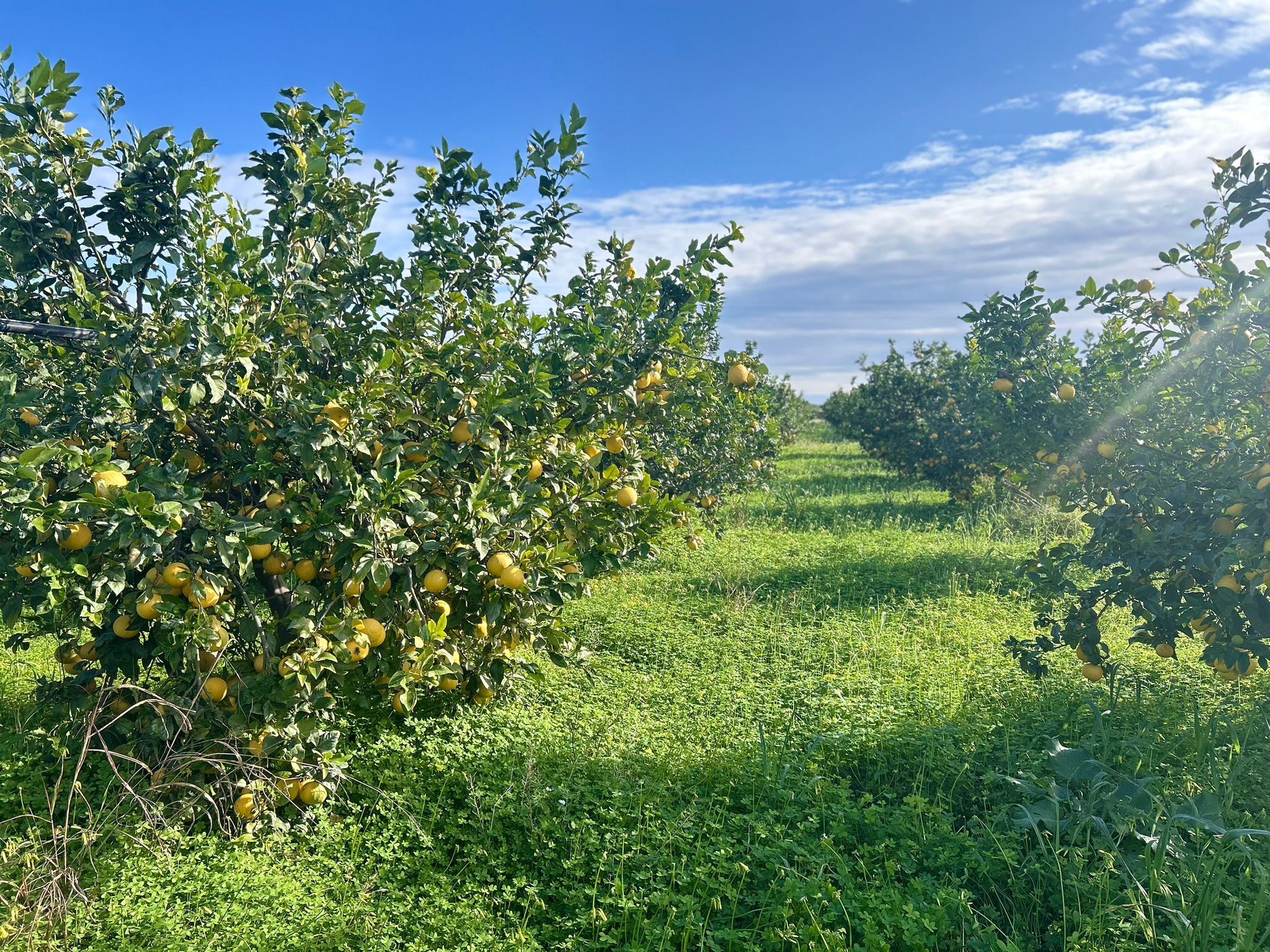 Campo di bergamotti