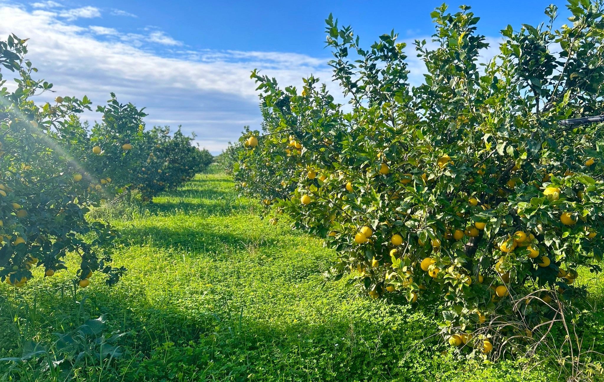 Campo - I Frutti di Mario