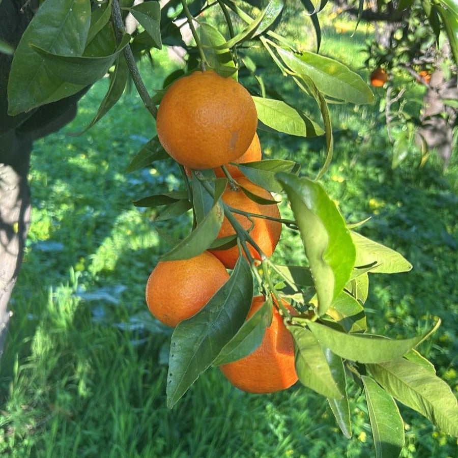 Clementine