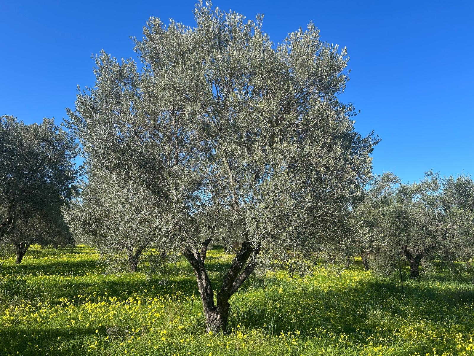 Albero di Olivo