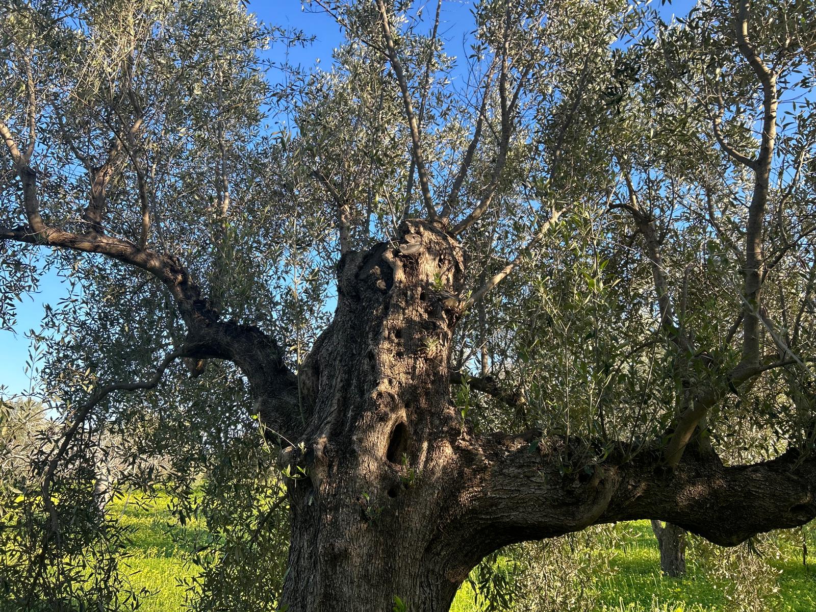 Tronco di Olivo