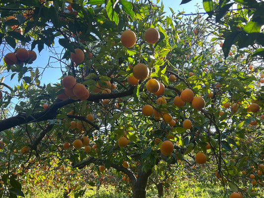 Pacchetto Abbonamento Arance
