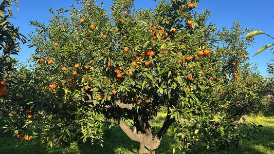 Pacchetto Abbonamento Clementine e Arance