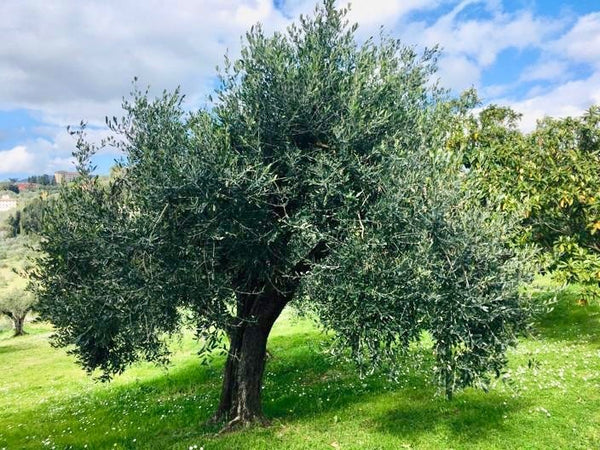 Adozione Olivo