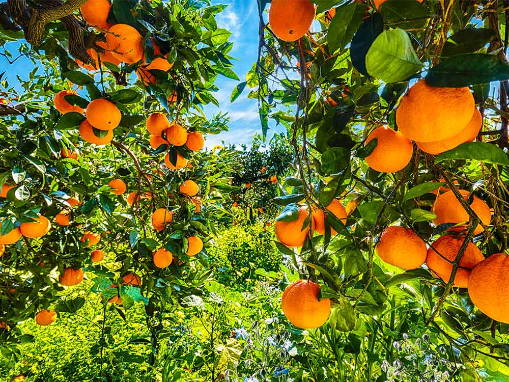 Adozione Arancio Tarocco Nucellare + 10kg di frutto