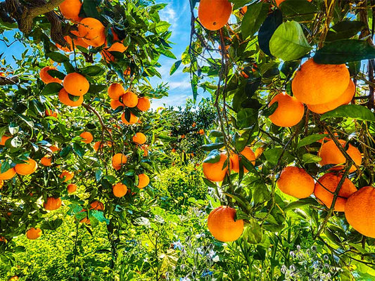 Adozione Arancio Tarocco Nucellare + 10kg di frutto