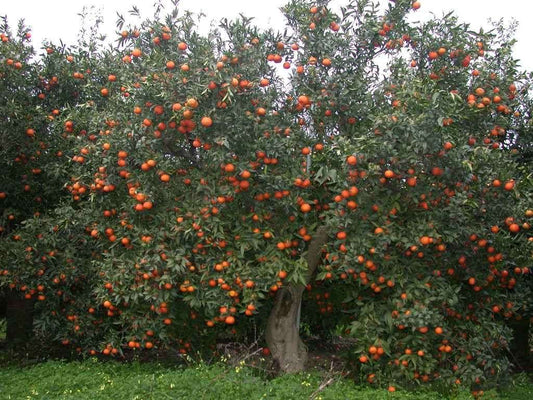 Adozione Clementina + 10kg di frutto